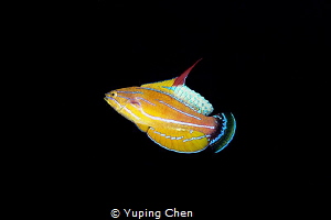 Flasher/Ambon Bay,Indonesia, Canon 5D MarkIII, 100mm Lens... by Yuping Chen 